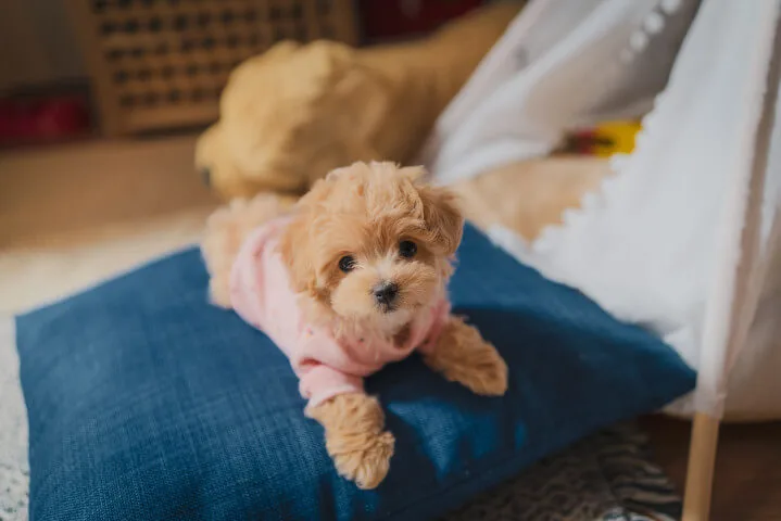 small cute golden color puppy with sweater on is sitting on the blue cushion staring at me