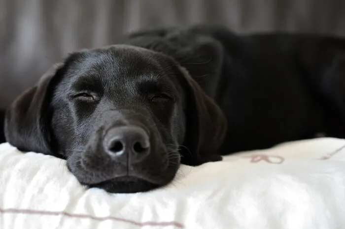 Black Labrador Retriever sleeping on the cousion